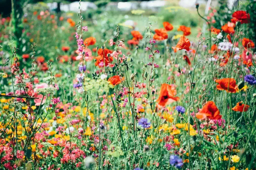 Floral Extravaganza 