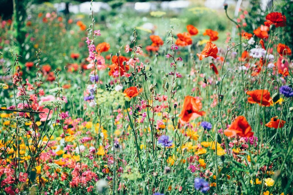 Floral extravaganza