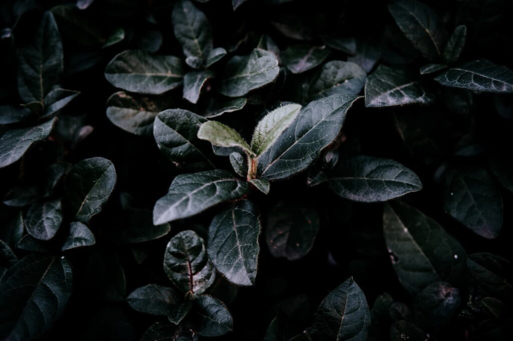 Foamy leaves