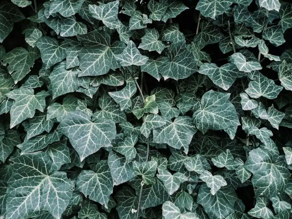 Foliage Leaf 