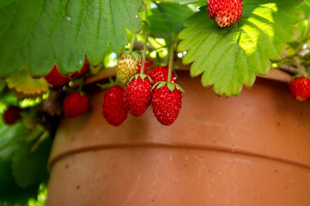 Fragaria Chiloensis