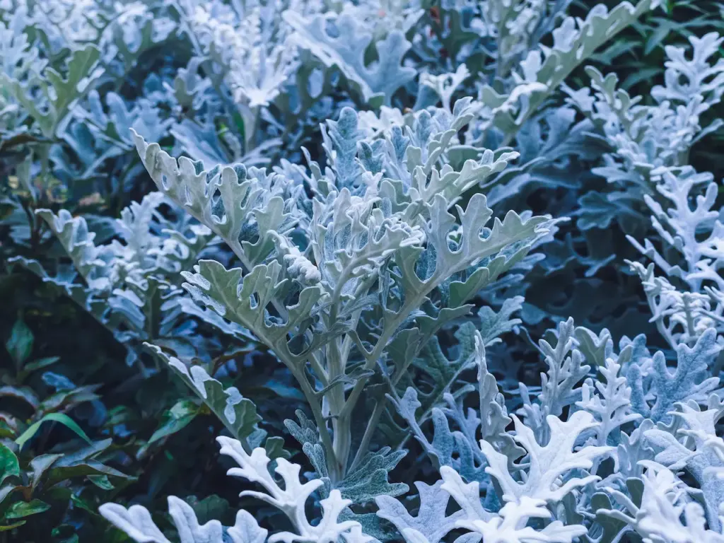 Frozen Fine Foliage