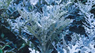 Frozen Fine Foliage