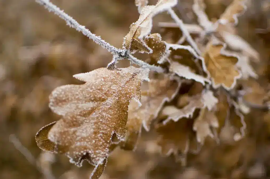Frozen Leaves 