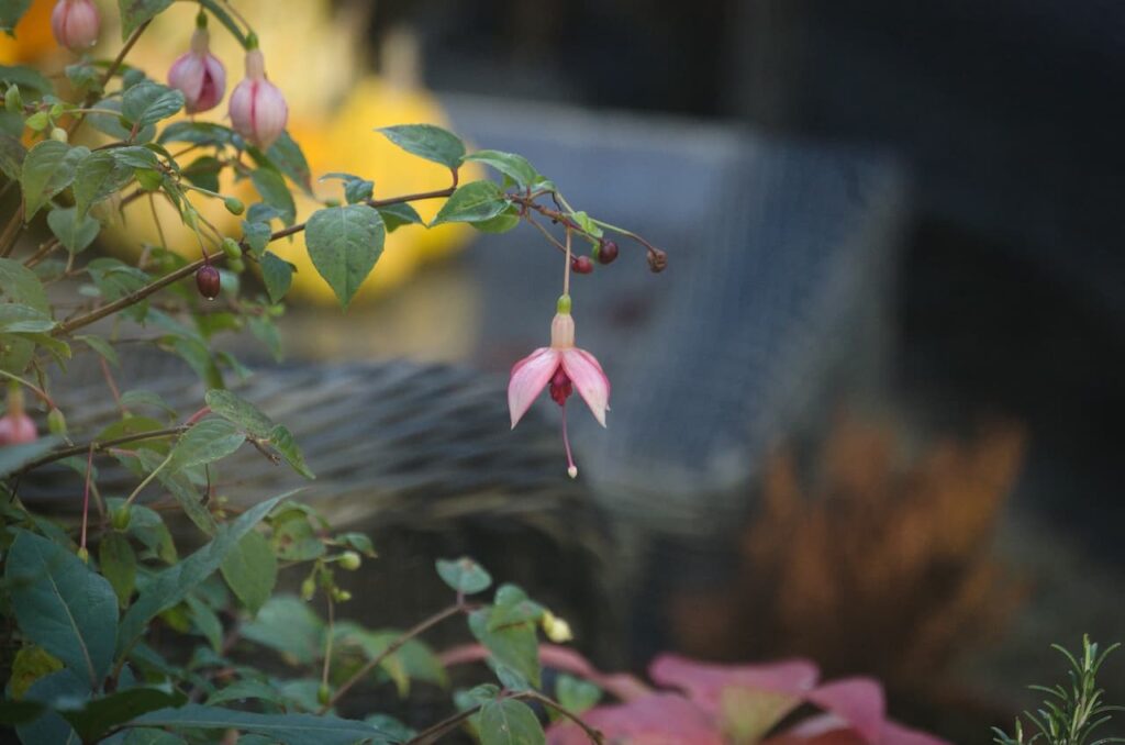 Fuchsia Speciosa