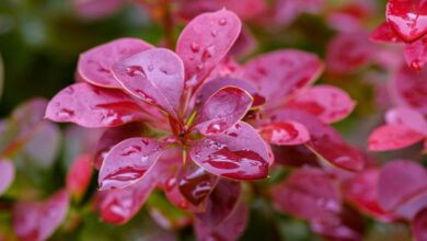 Garden Flowers