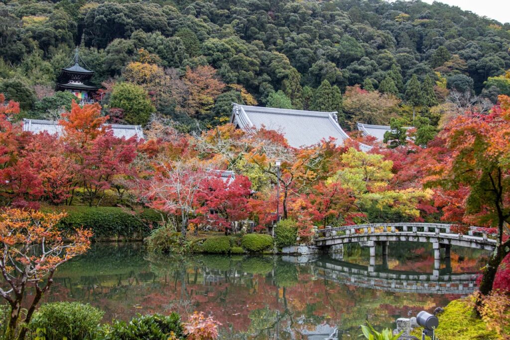 Garden of Japanese Maples tree 