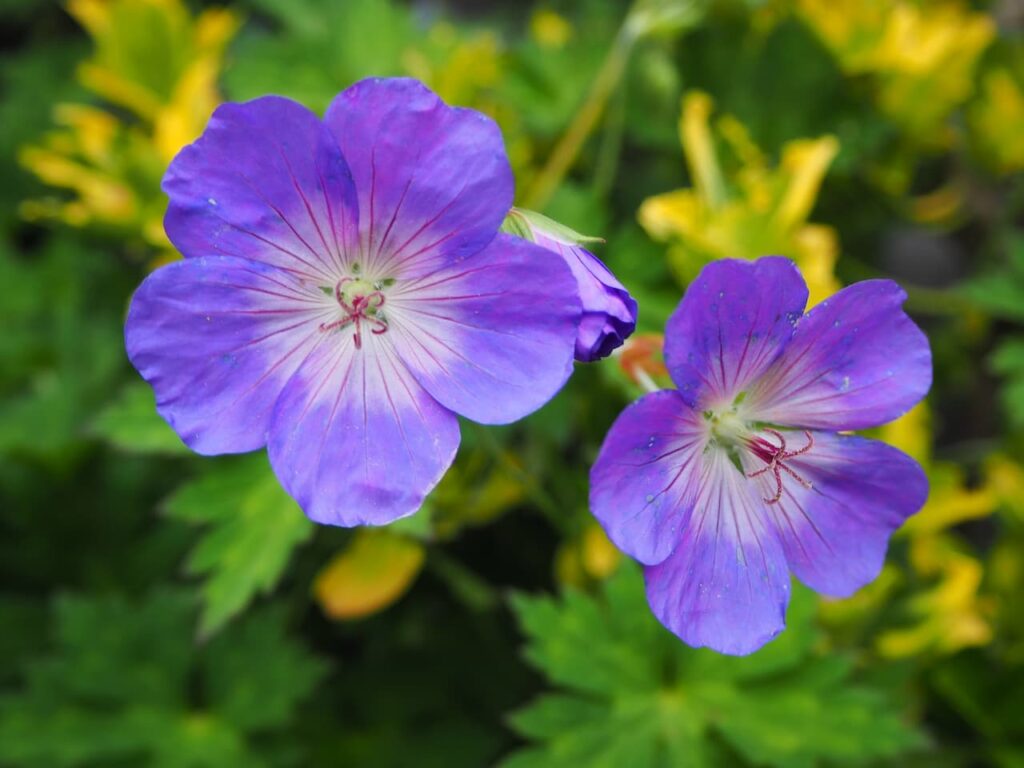 Geranium