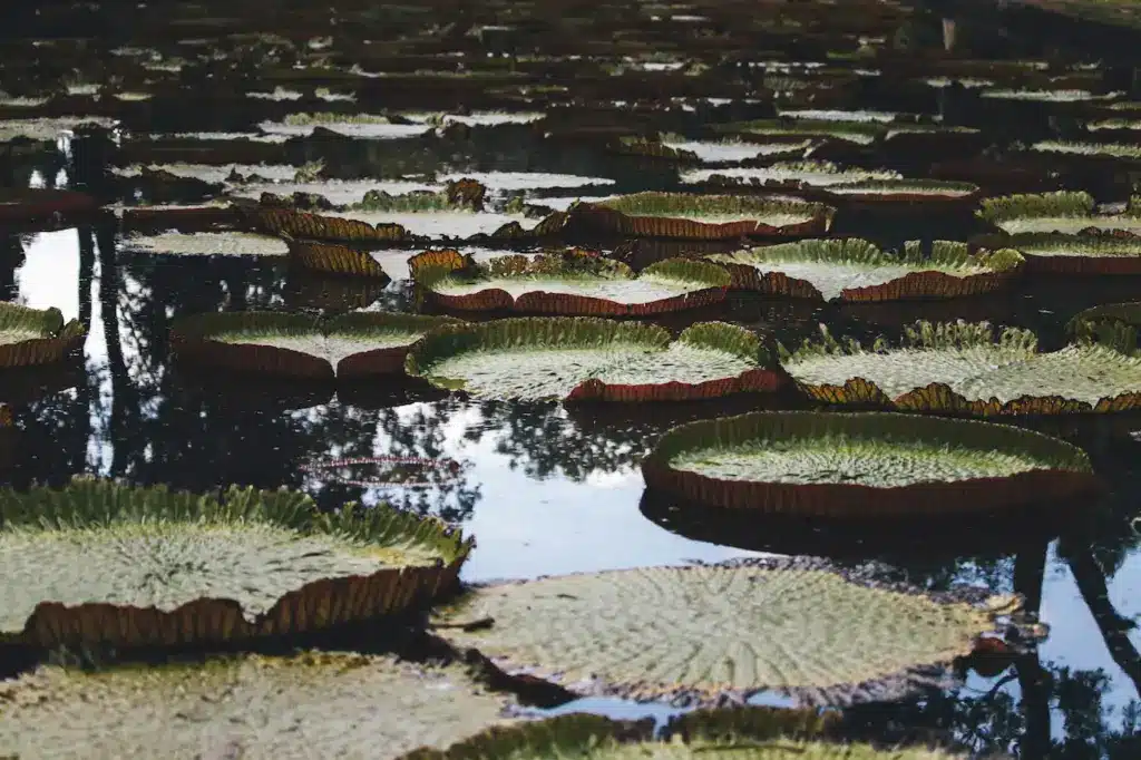 Giant Lilly on the Water 