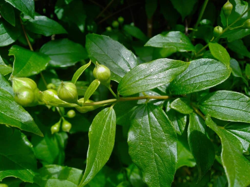 Glossy Leaves