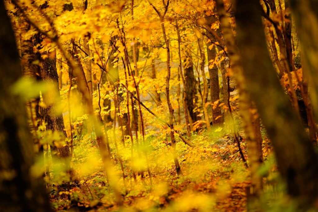 Golden Foliage