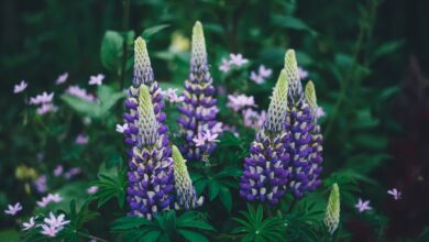 Gooseneck loosestrife Plant