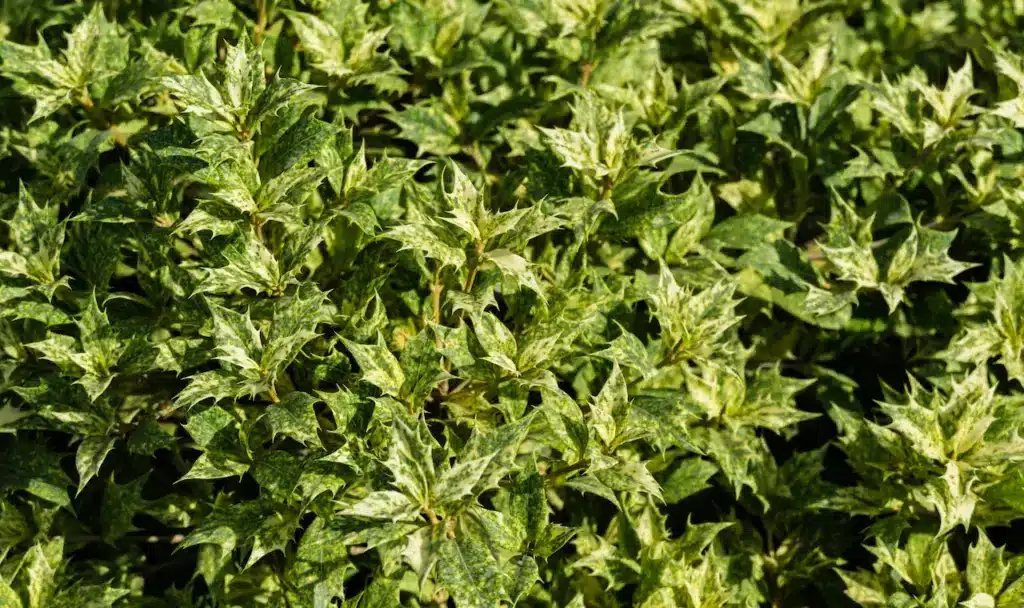Goshiki False Holly