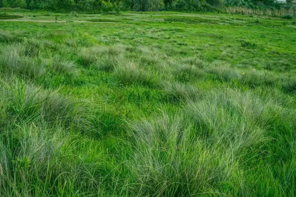 Grass Standing Full in the Field