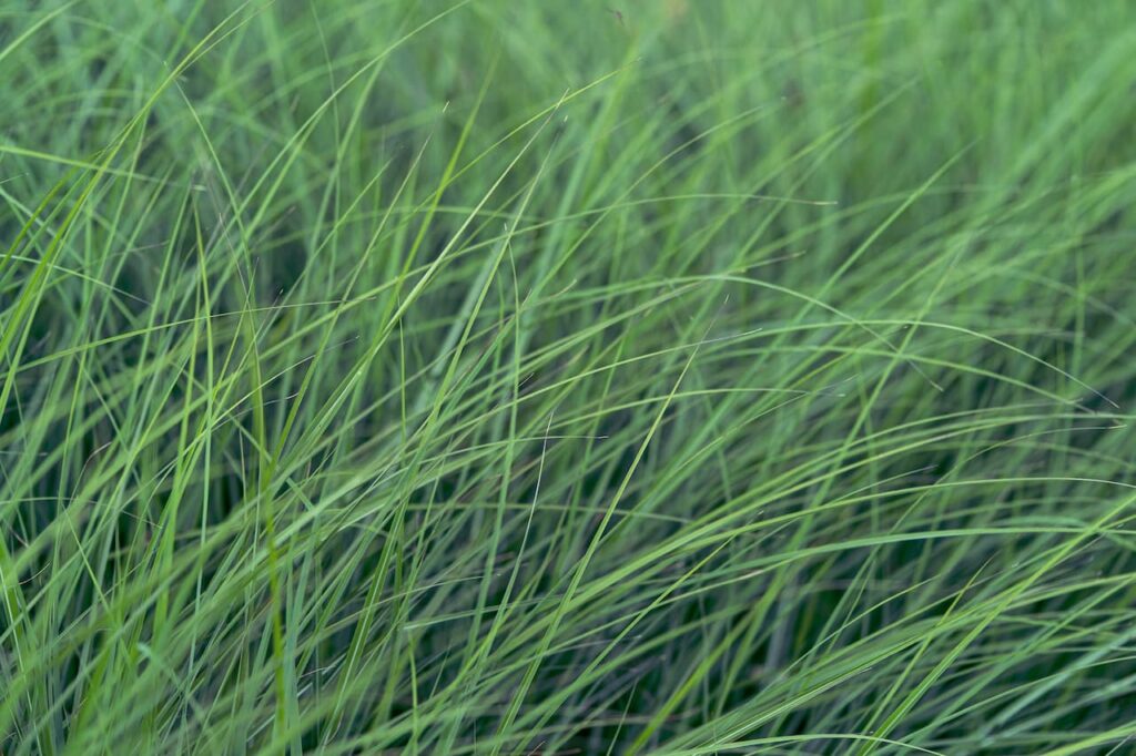 Grasses