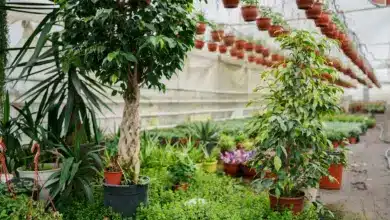 Great Shrubs for Busy Gardeners