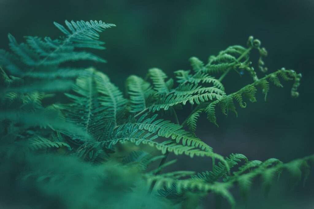 Green leafed plant