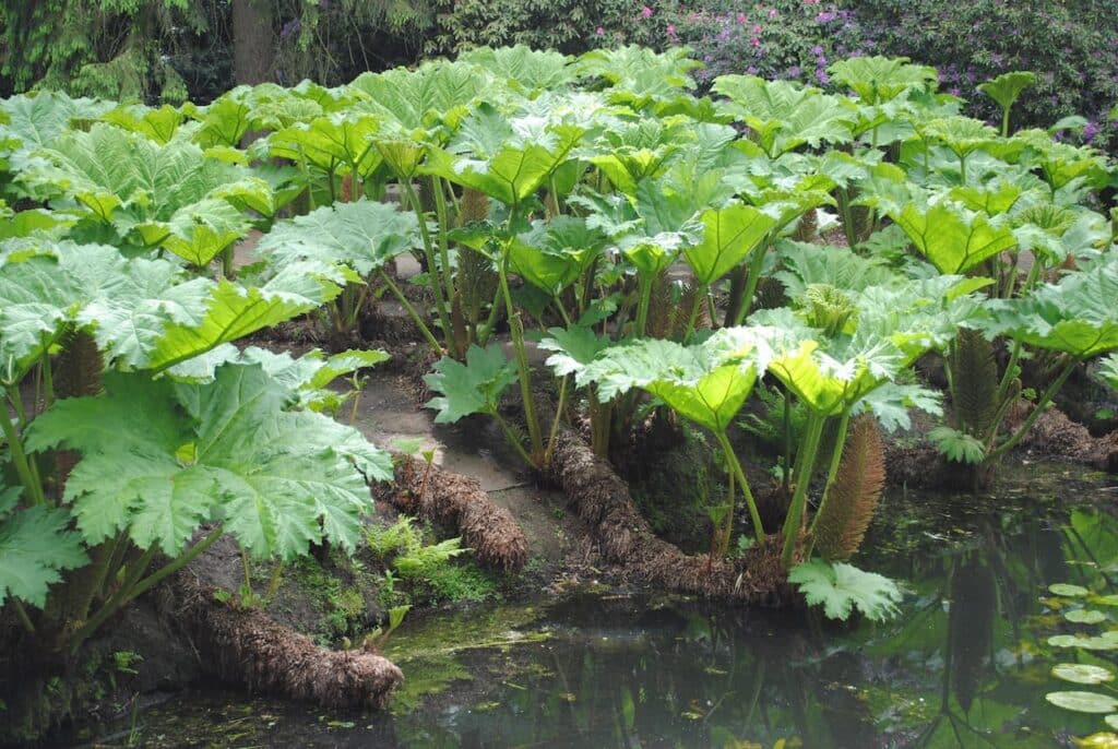 Gunnera