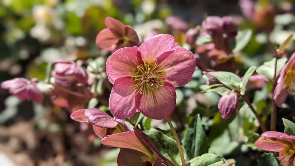 Hellebore