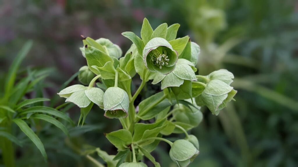 Hellebore foetidus