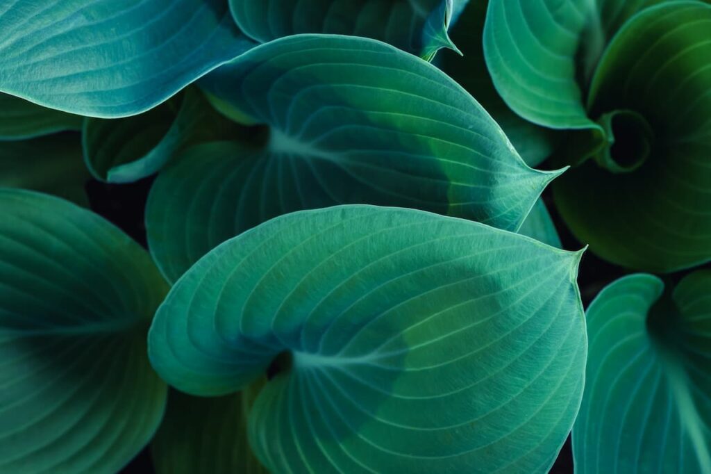 Hosta