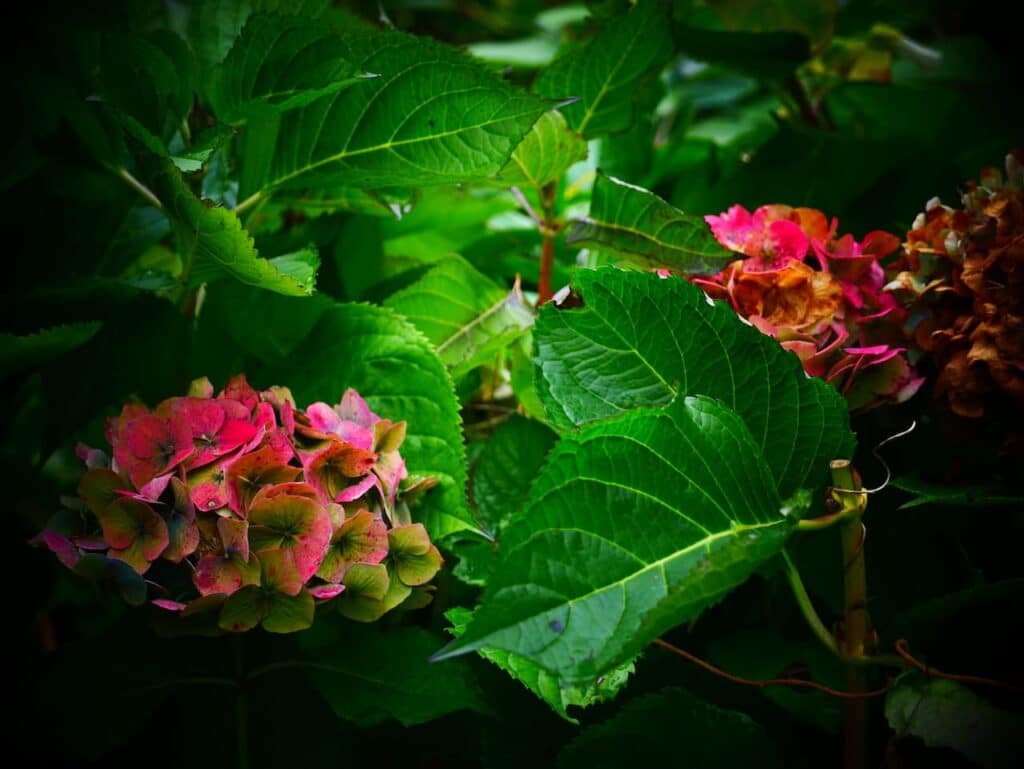 Hydrangea Leaves