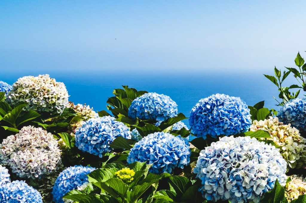 Hydrangeas flowers