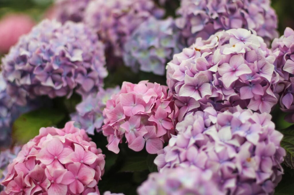  Hydrangeas