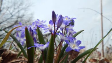 Iris Foliage