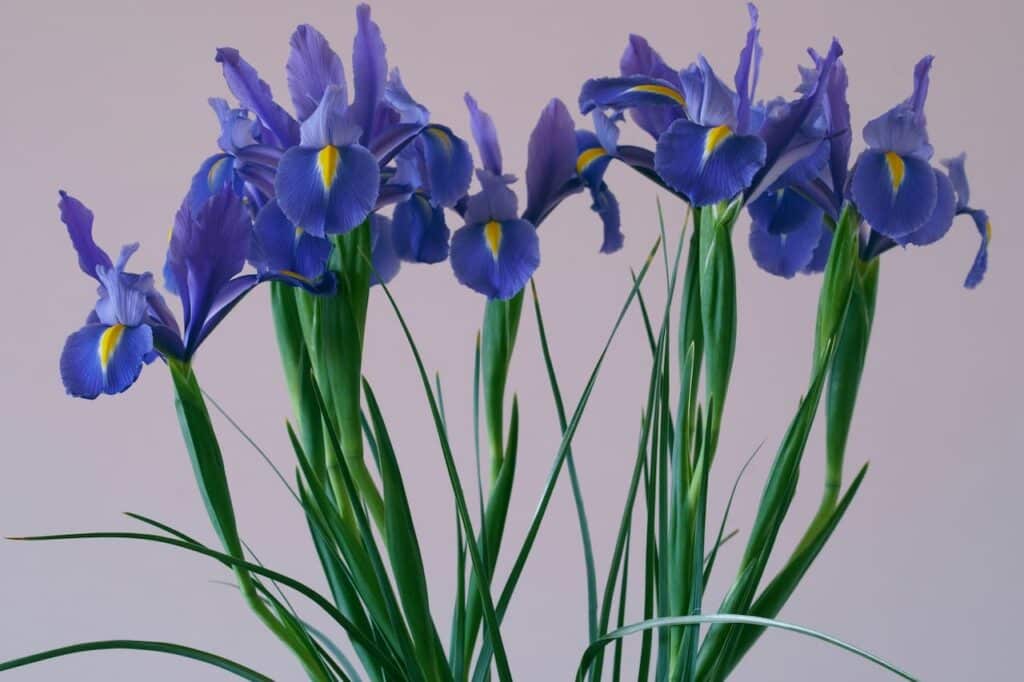 Iris pallida Aureo