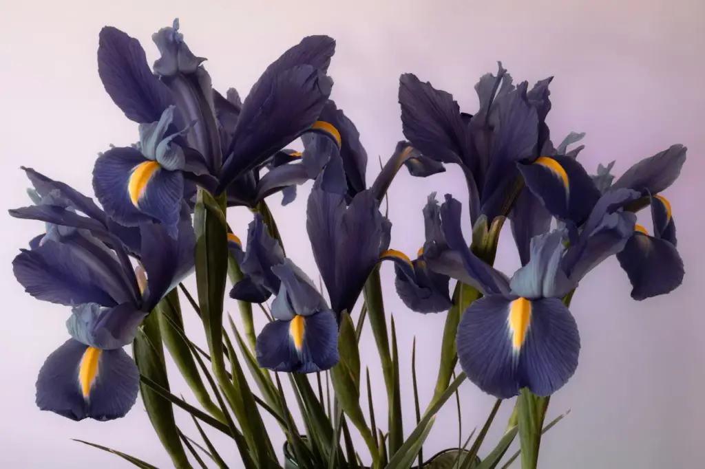 Irish Flower 