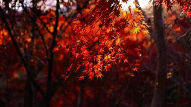 Japanese Maple