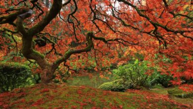 Japanese Maples tree