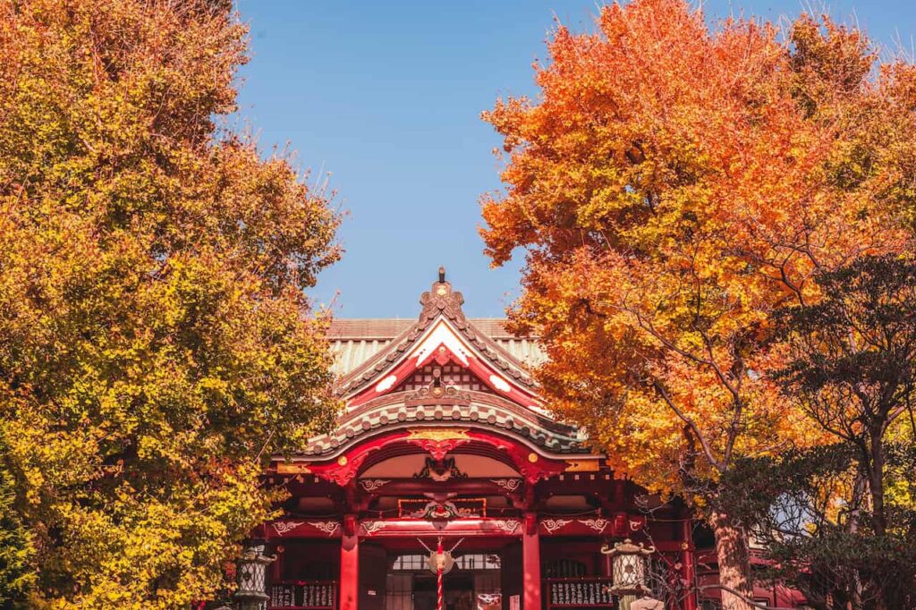 Japanese Maples small tree 