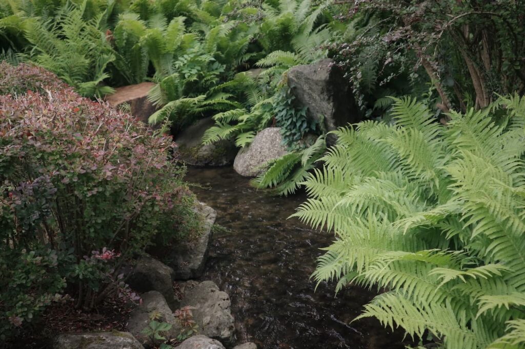 Japanese ferns