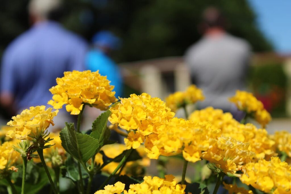 Yellow Flowers