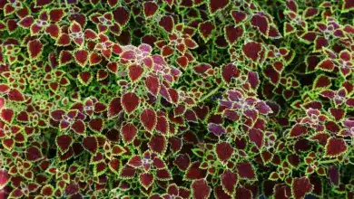 Limitless Ways to Satisfy Your Coleus Cravings