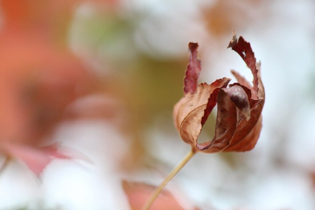 Liquidambar styraciflua