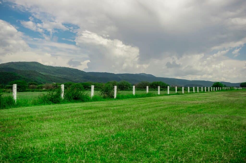 Grass field