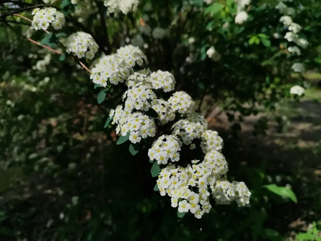 Mellow Yellow Spirea 
