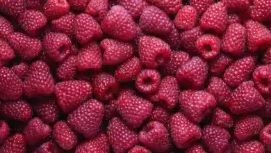 Pinnk Berries Photo. My New BFF