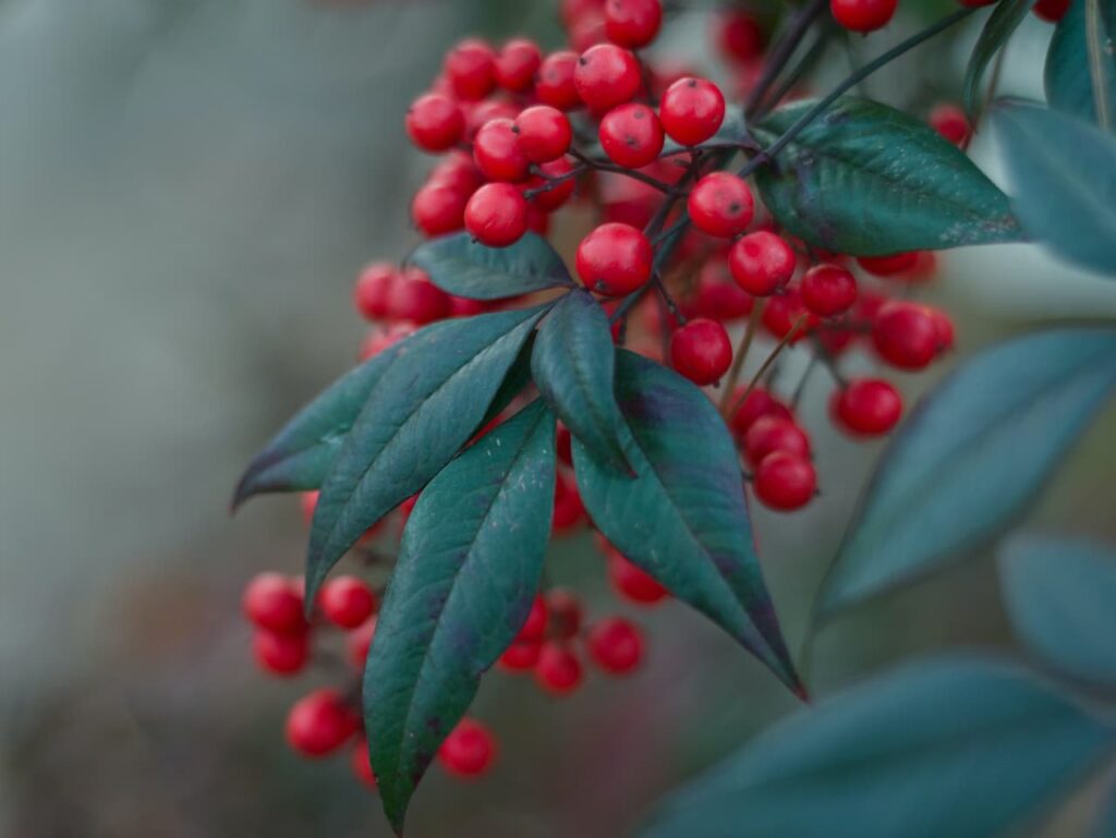 Nandina Domestica