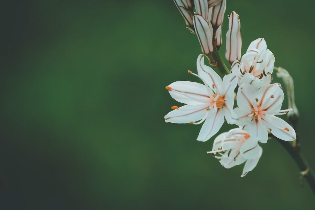 Nectar abundant flowers 