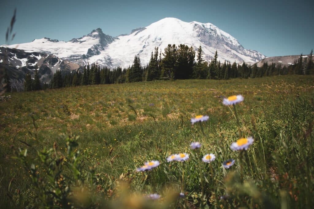 Northwest Flower