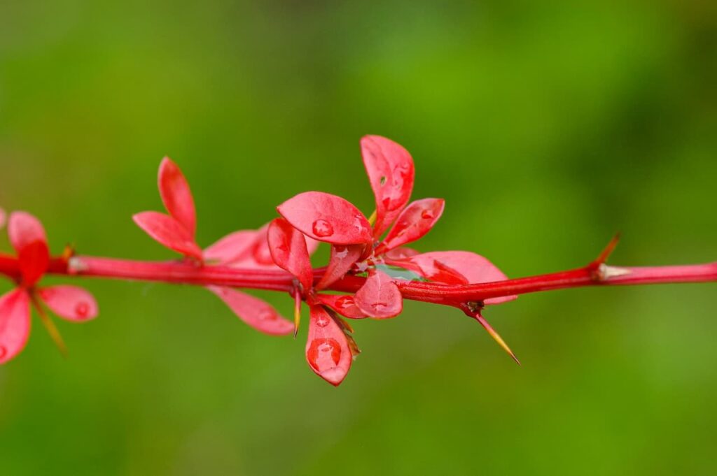 Orange Rocket barberry