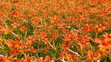 Orange-toned Plants