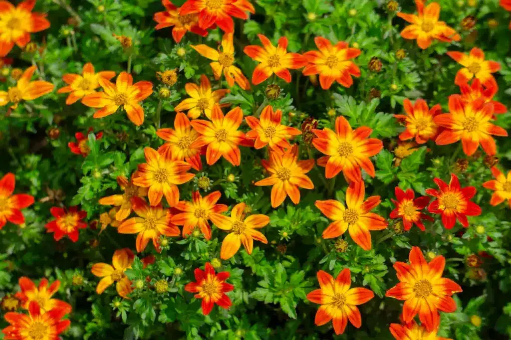 Ornge Flowers in the Garden 