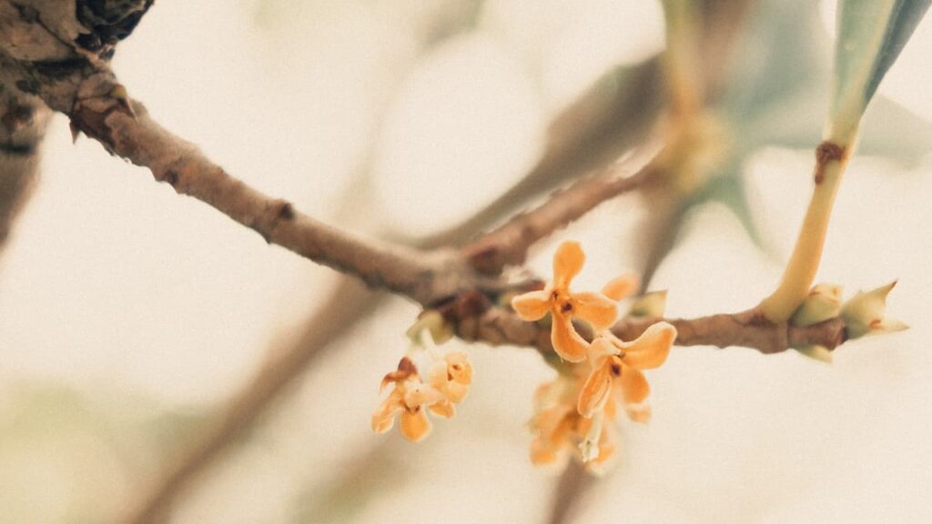 Osmanthus