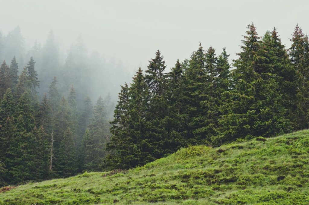 Pine trees in the mountains