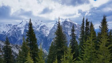 Pine Trees in the mountains